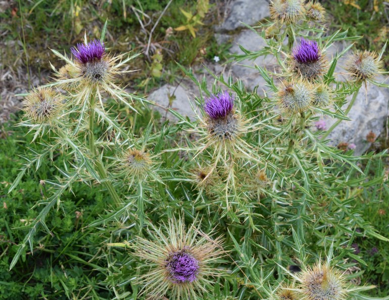 Cirsium? Carduus?