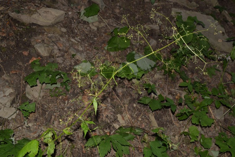 Trochiscanthes nodiflora / Angelica minore