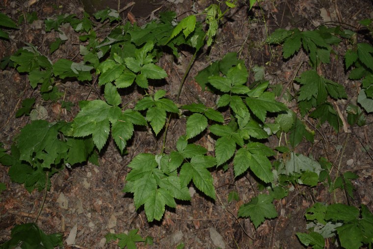 Trochiscanthes nodiflora / Angelica minore