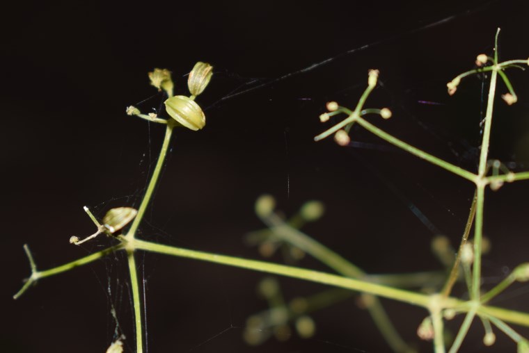 Trochiscanthes nodiflora / Angelica minore