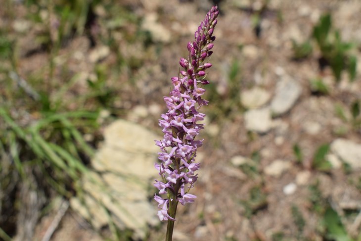 Gymnadenia odoratissima