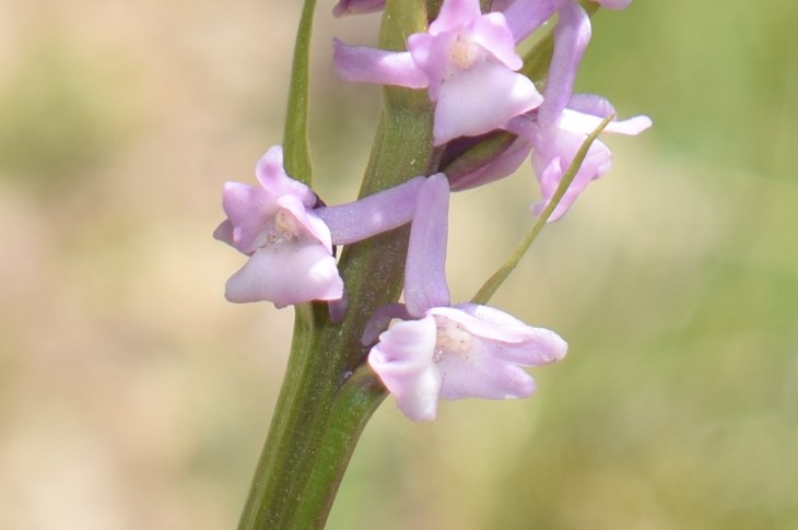 Gymnadenia odoratissima