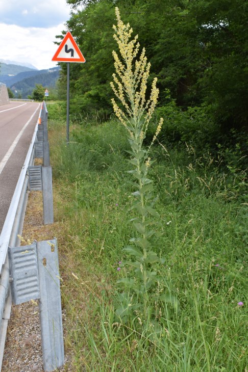Verbascum