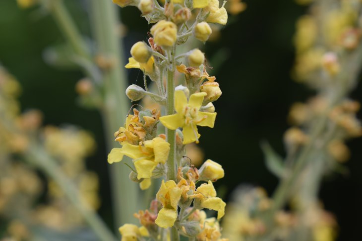 Verbascum