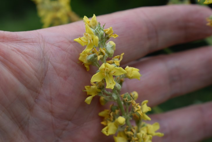 Verbascum