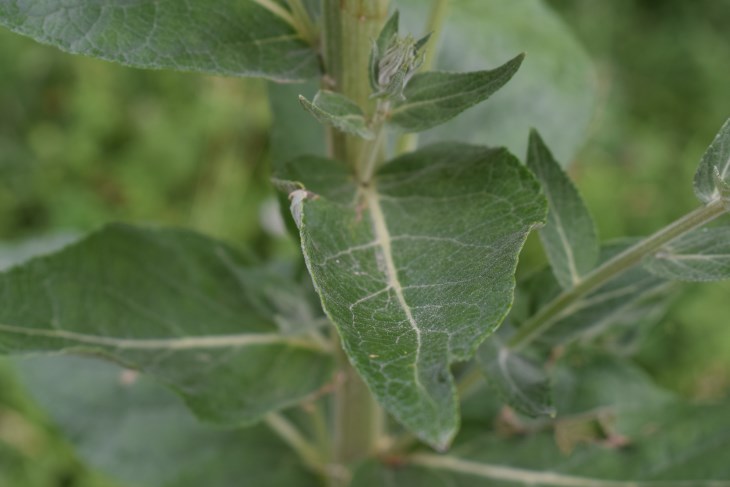 Verbascum
