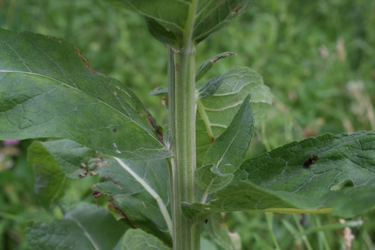 Verbascum
