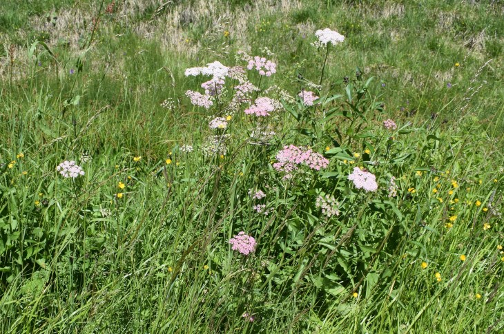 Pimpinella major (Apiaceae)