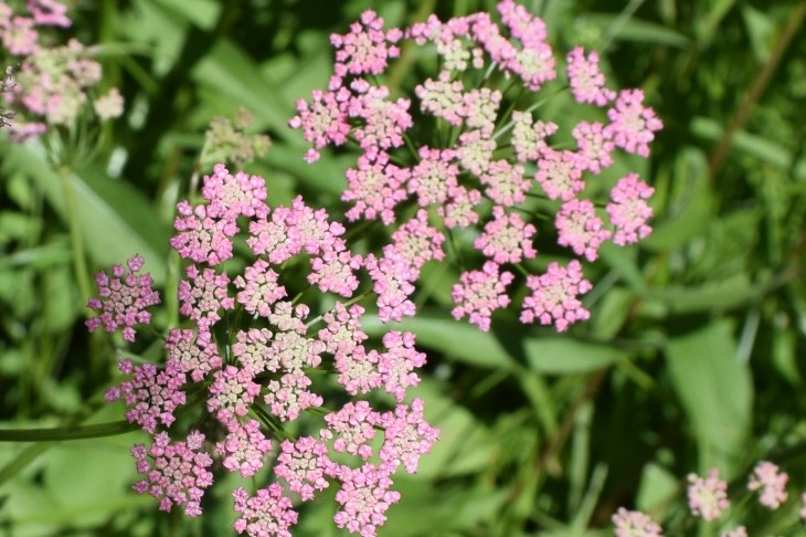 Pimpinella major (Apiaceae)