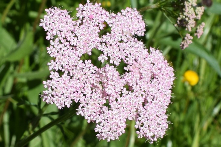 Pimpinella major (Apiaceae)