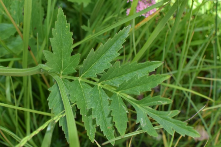 Pimpinella major (Apiaceae)