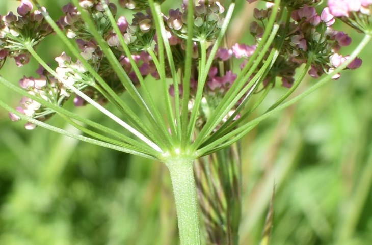 Pimpinella major (Apiaceae)