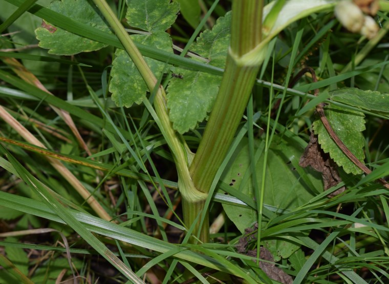 Pastinaca sativa / Pastinaca comune