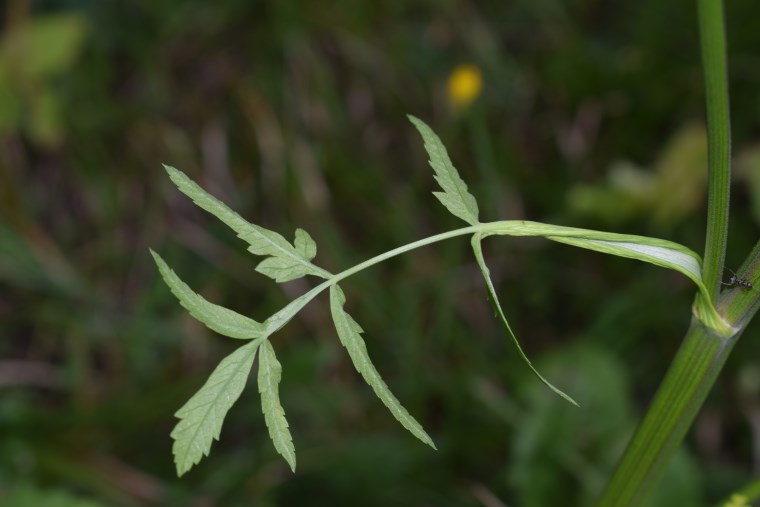 Pastinaca sativa / Pastinaca comune