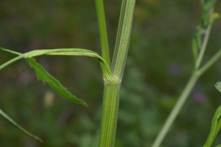 Pastinaca sativa / Pastinaca comune