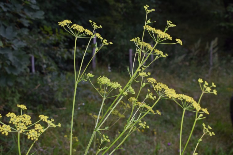 Pastinaca sativa / Pastinaca comune