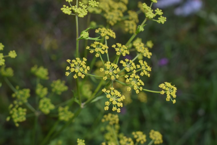 Pastinaca sativa / Pastinaca comune