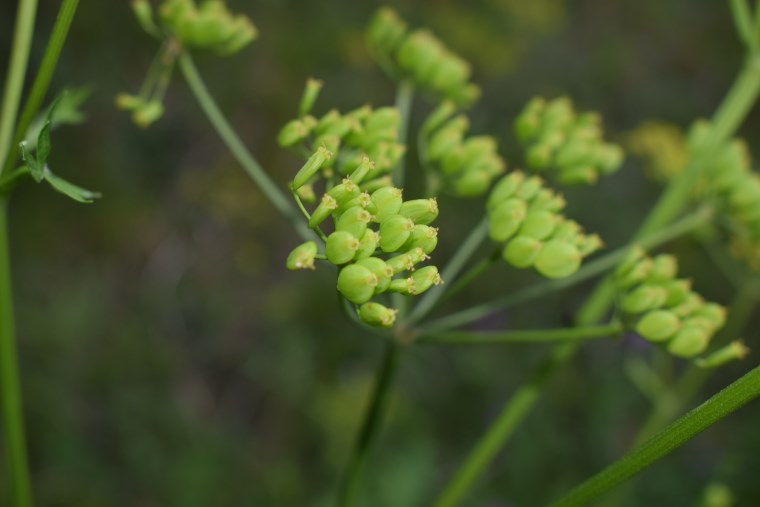 Pastinaca sativa / Pastinaca comune