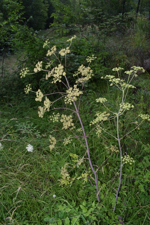 Asteracea gialla?  No, Apiaceae: cfr. Tommasinia altissima