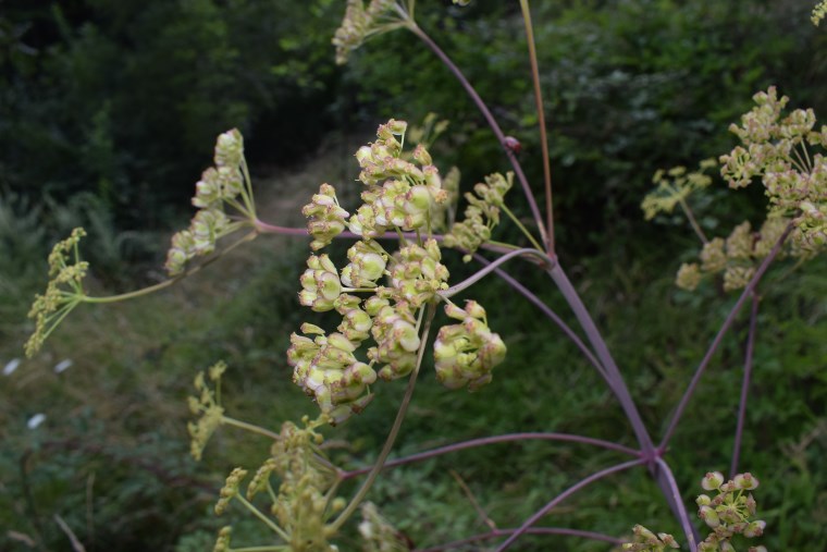 Asteracea gialla?  No, Apiaceae: cfr. Tommasinia altissima