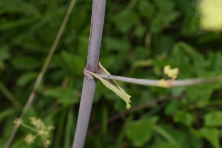 Asteracea gialla?  No, Apiaceae: cfr. Tommasinia altissima