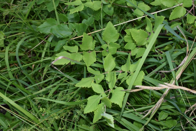 Asteracea gialla?  No, Apiaceae: cfr. Tommasinia altissima