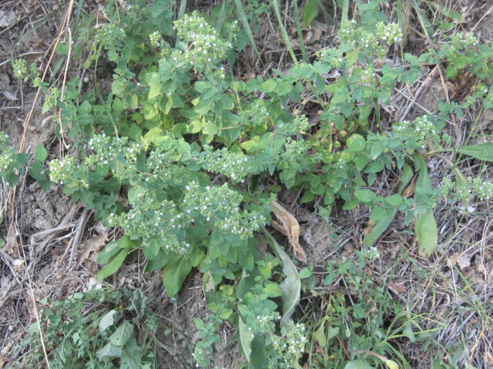 Clinopodium nepeta (Lamiaceae)