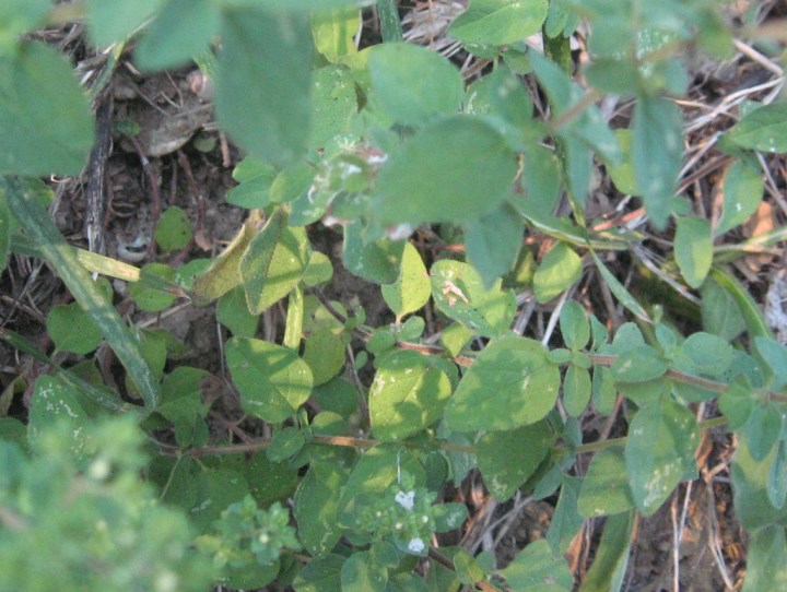 Clinopodium nepeta (Lamiaceae)