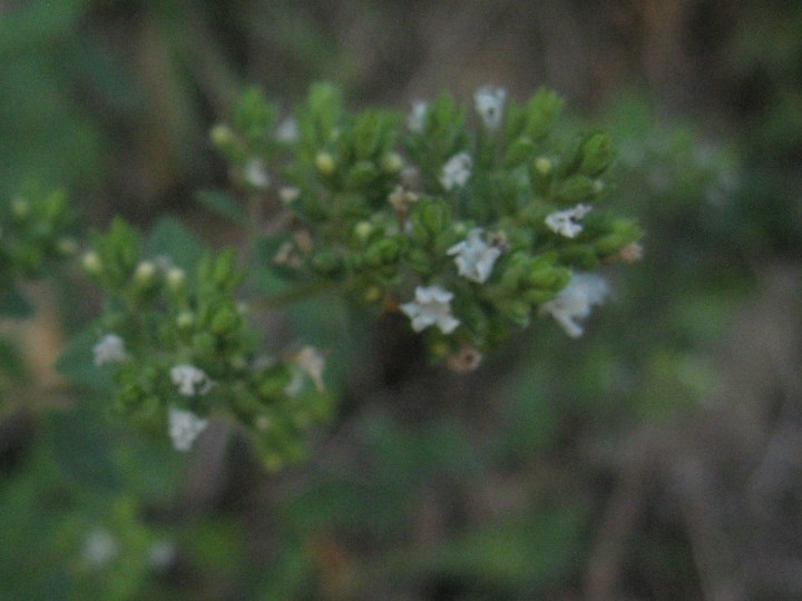 Clinopodium nepeta (Lamiaceae)