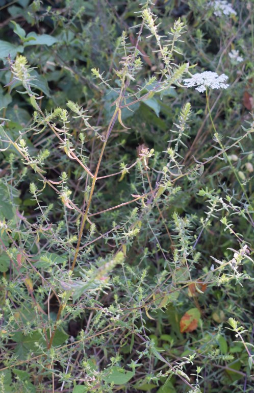 Odontites luteus, Orobanchaceae