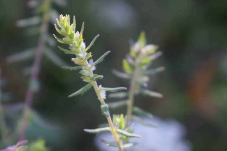 Odontites luteus, Orobanchaceae