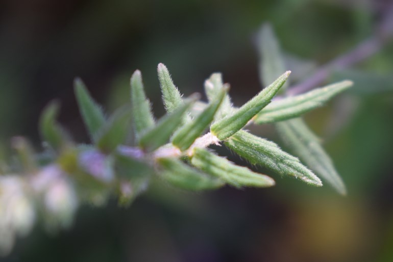 Odontites luteus, Orobanchaceae