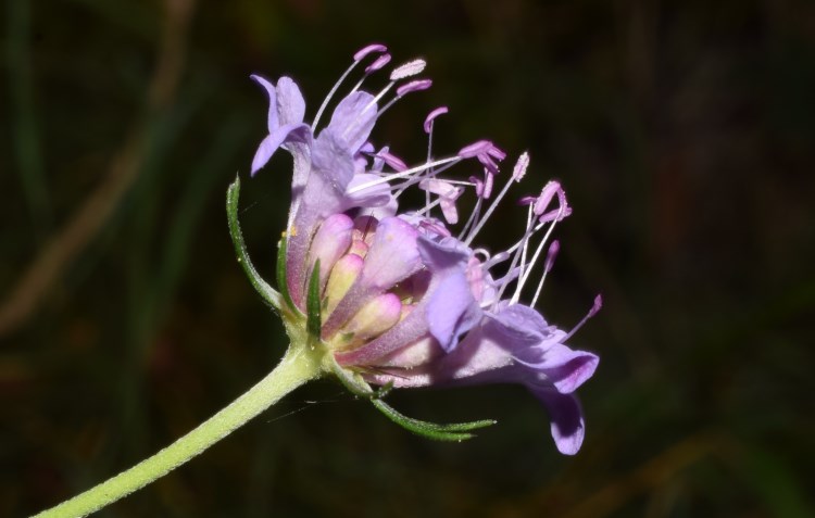 Scabiosa
