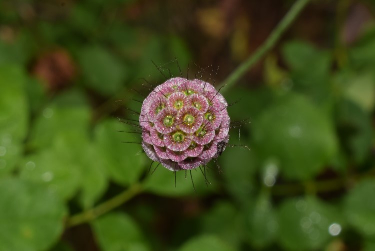 Scabiosa