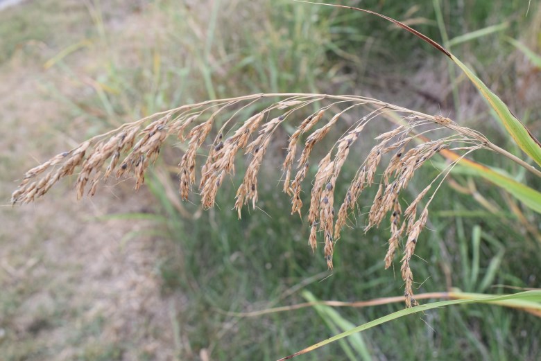 Sorghum halepense / Sorgo selvatico