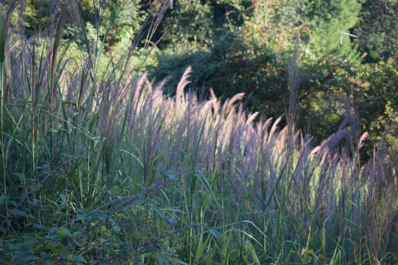 Canna:  Arundo plinii