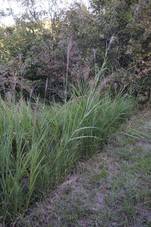 Canna:  Arundo plinii
