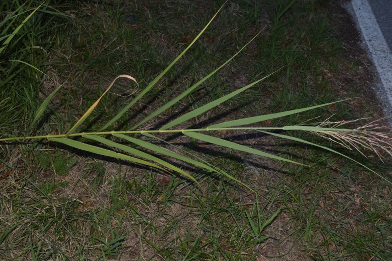 Canna:  Arundo plinii