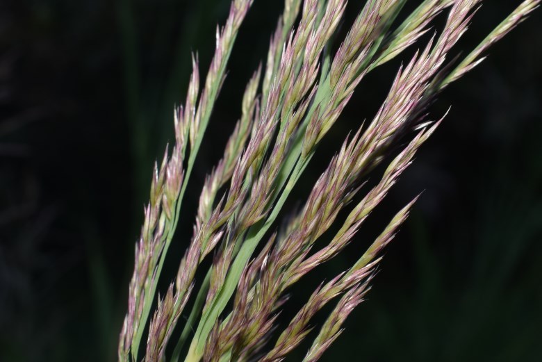 Canna:  Arundo plinii