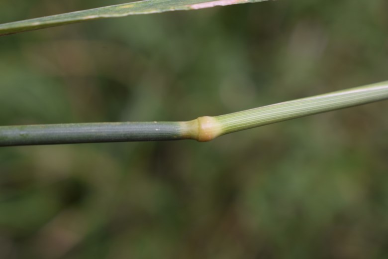 Quale poacea? cfr. Calamagrostis epigejos