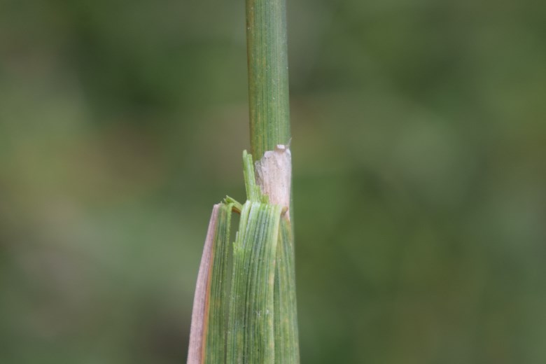 Quale poacea? cfr. Calamagrostis epigejos