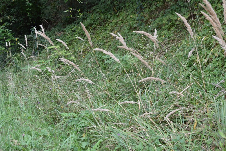 Quale poacea? cfr. Calamagrostis epigejos