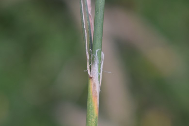 Quale poacea? cfr. Calamagrostis epigejos