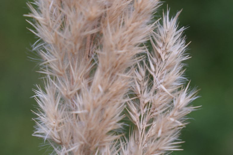 Quale poacea? cfr. Calamagrostis epigejos