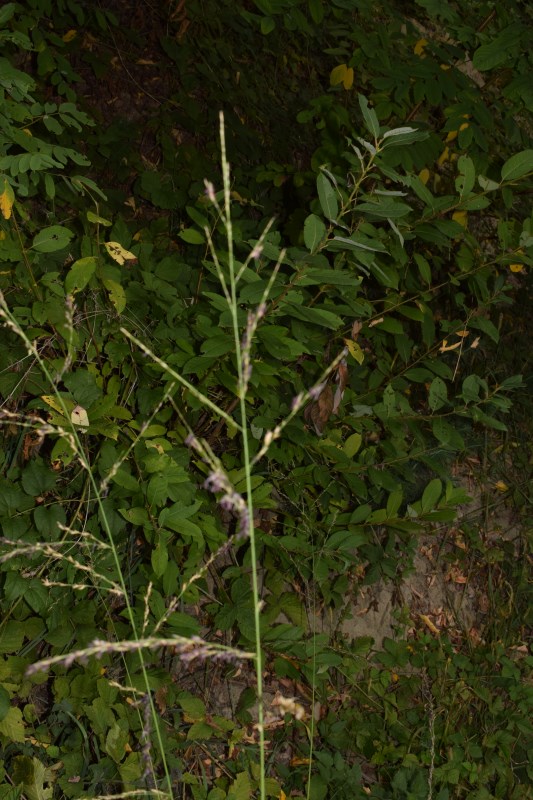 Poaceae:  Molinia arundinacea