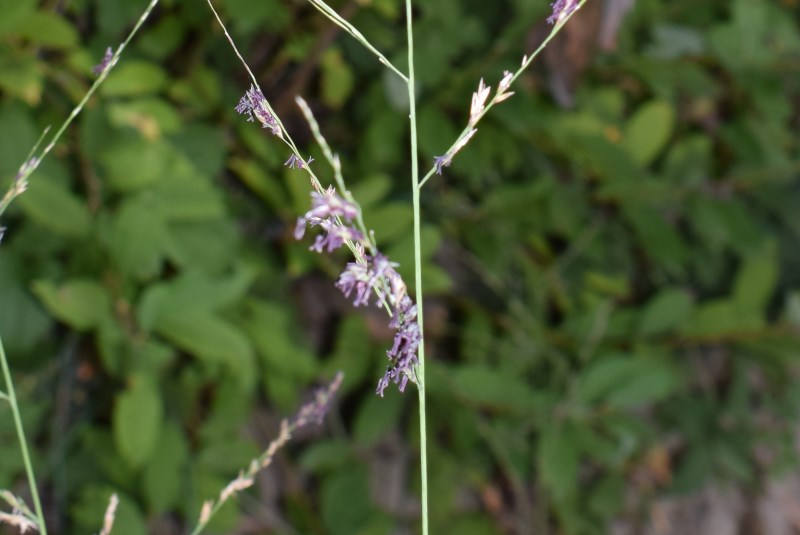 Poaceae:  Molinia arundinacea