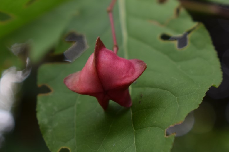 Berretta del prete / Euonymus europaeus (Celastraceae) da confermare