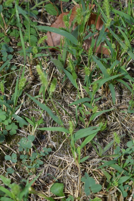 Setaria italica subsp. viridis / Setaria verde