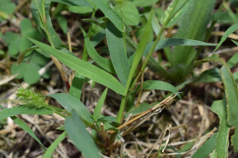 Setaria italica subsp. viridis / Setaria verde