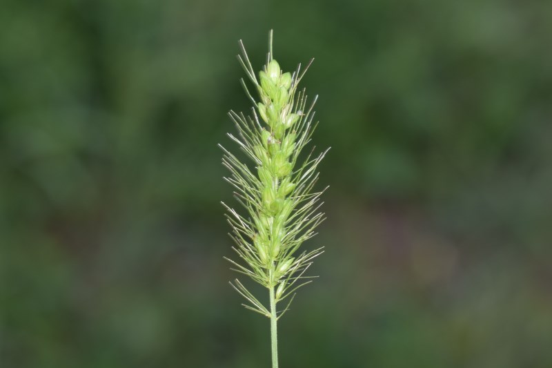 Setaria italica subsp. viridis / Setaria verde